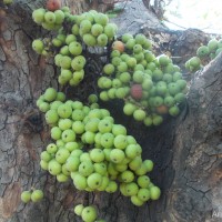 Ficus racemosa L.